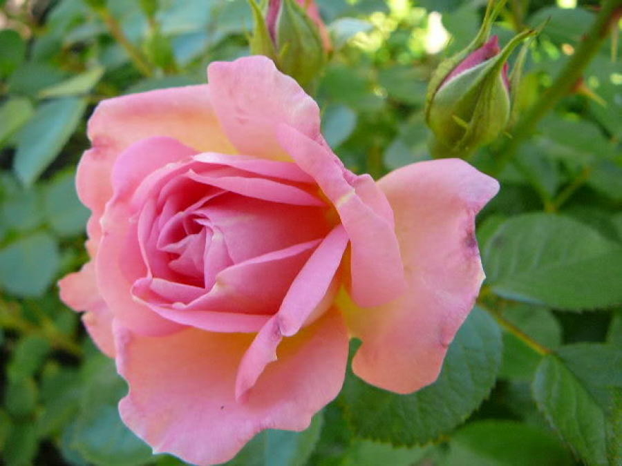 Роза Мари Викторин 5