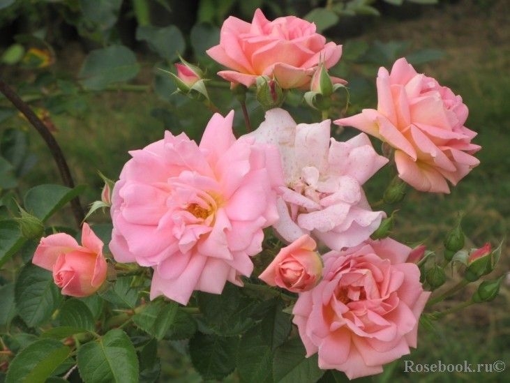 Роза Мари Викторин 6