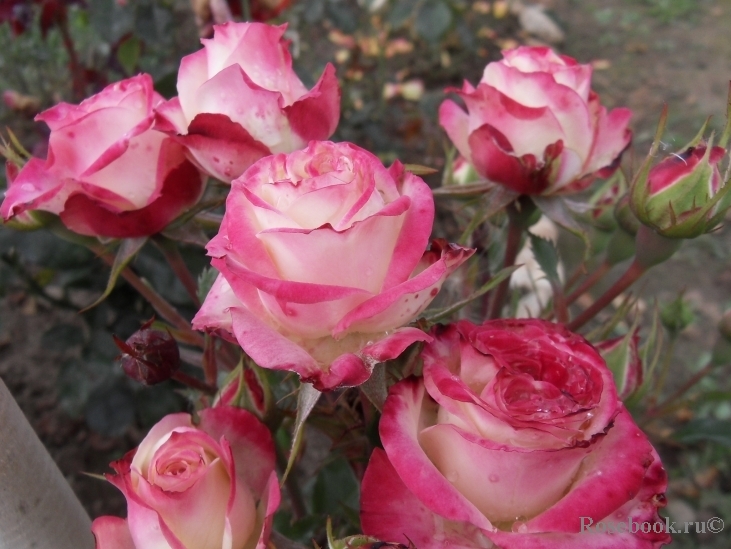 Роза Мариетта 3