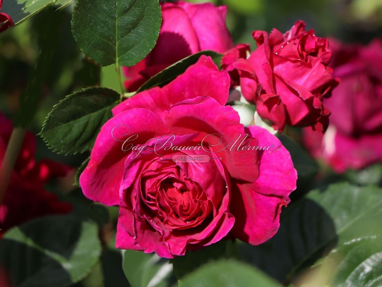 Роза Мариетта 4