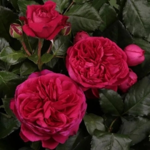 Роза Мариетта