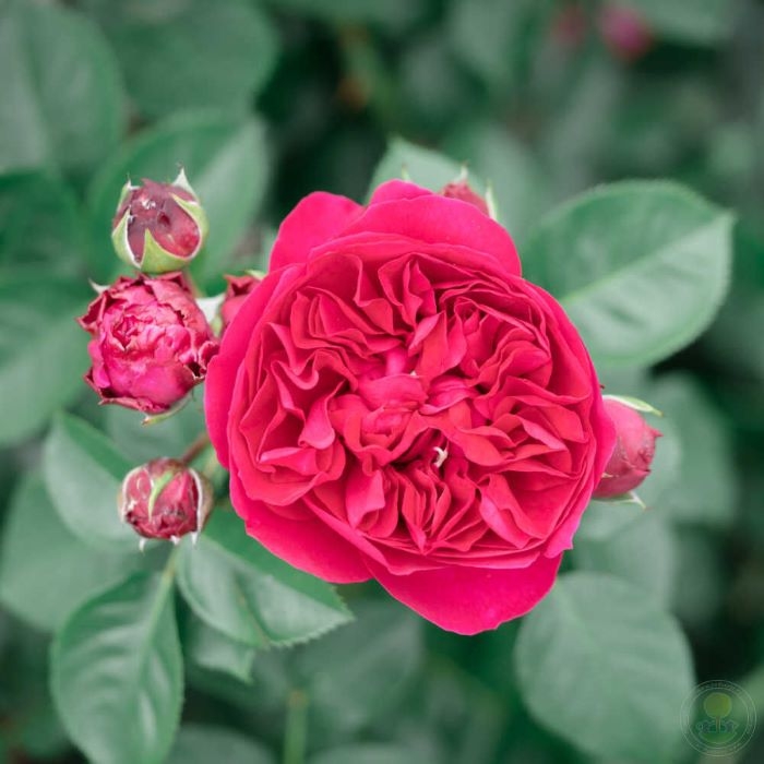 Роза Мариетта 5