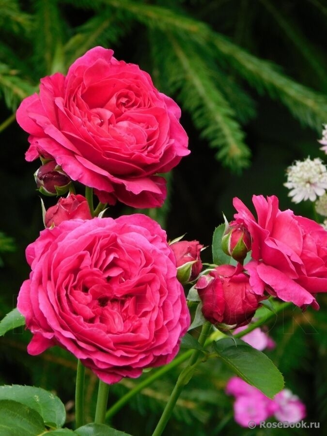 Роза Мариетта 6