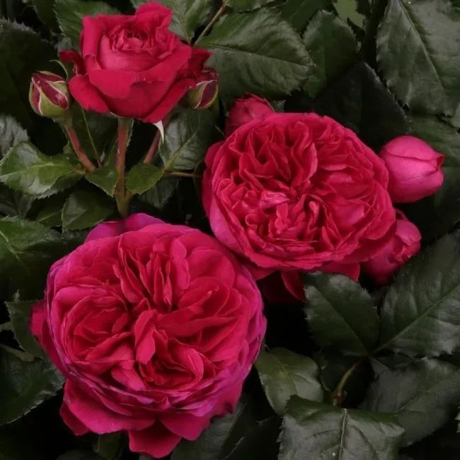 Роза Мариетта