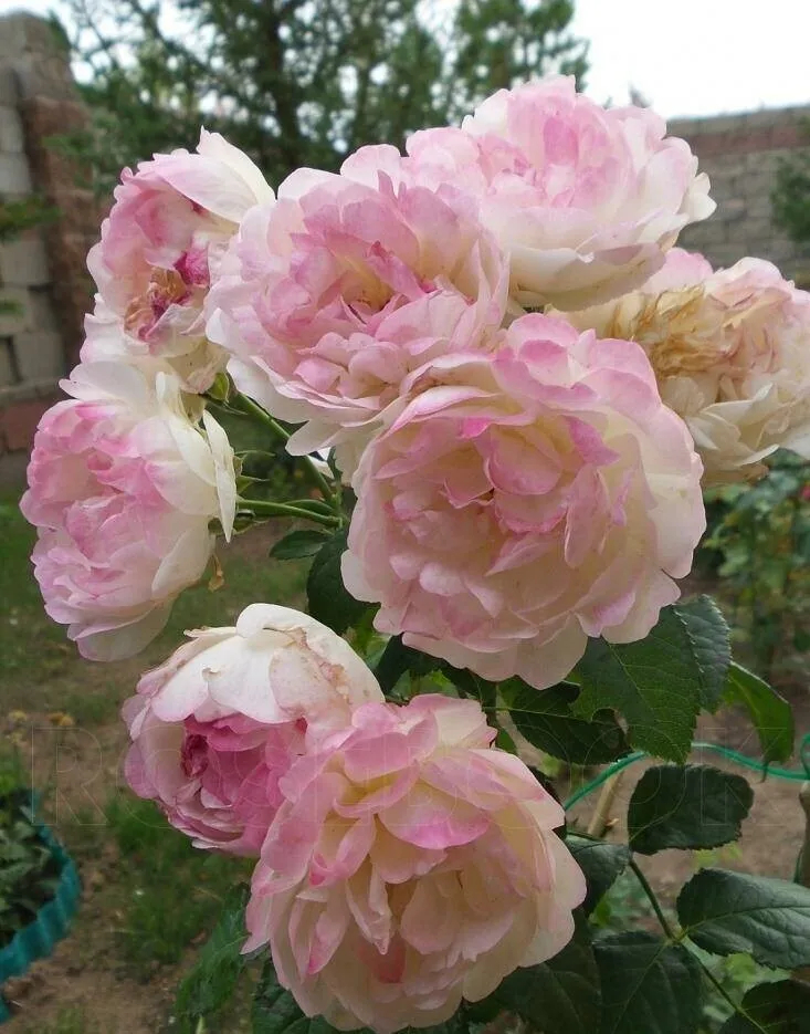 Роза Марина 2