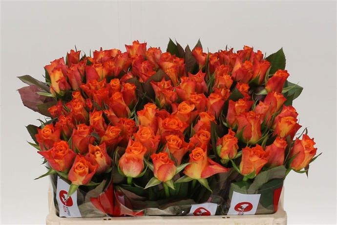 Роза Марио 2