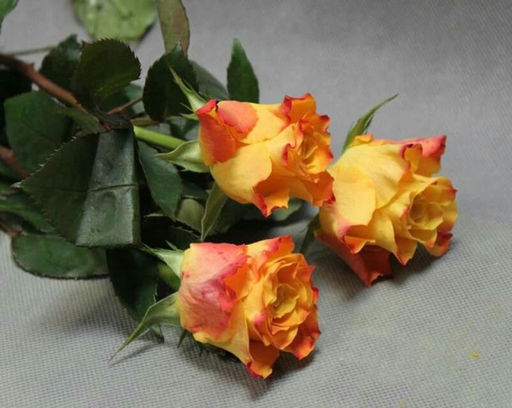 Роза Марио 3