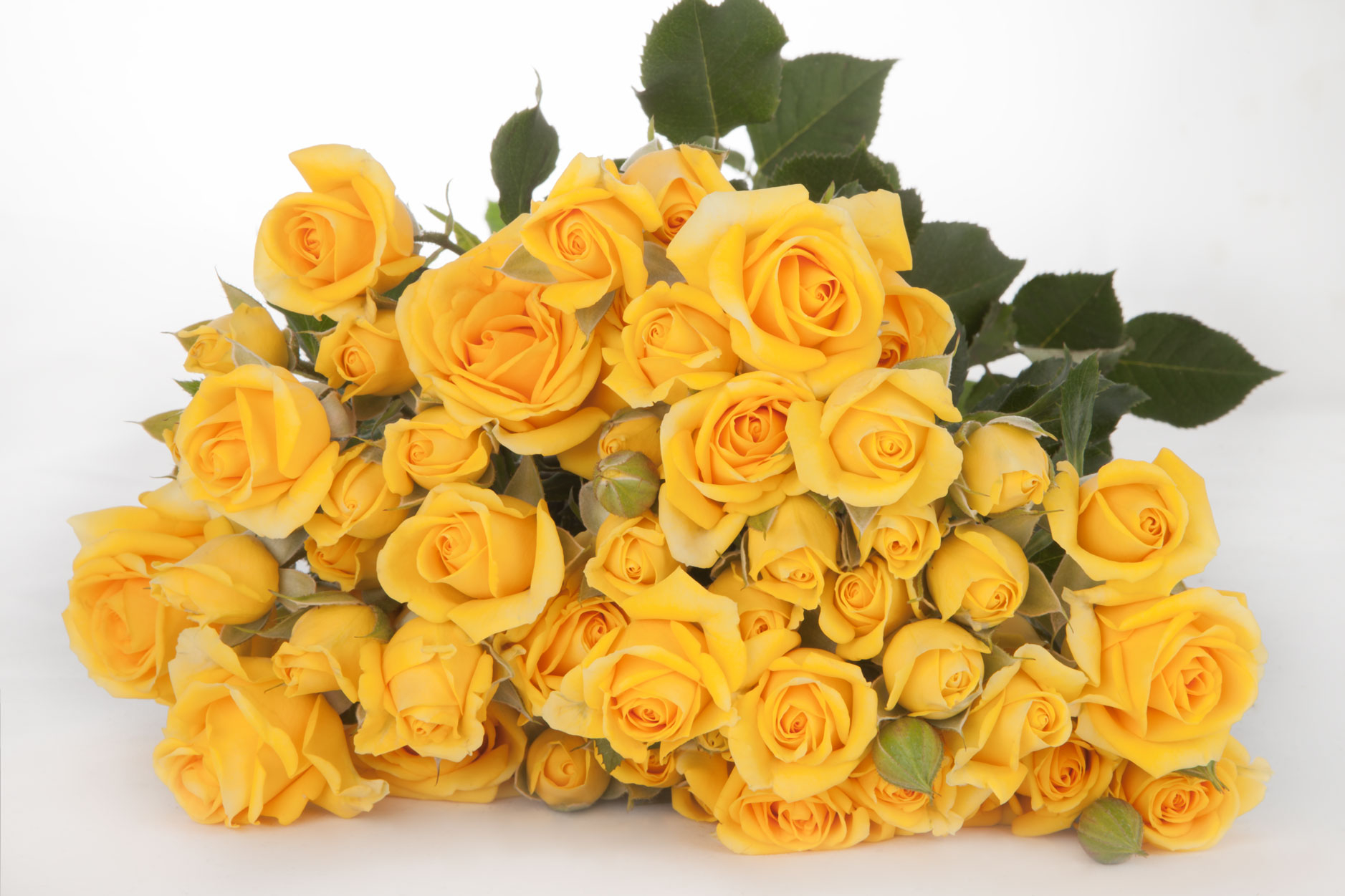 Роза Мариса 3