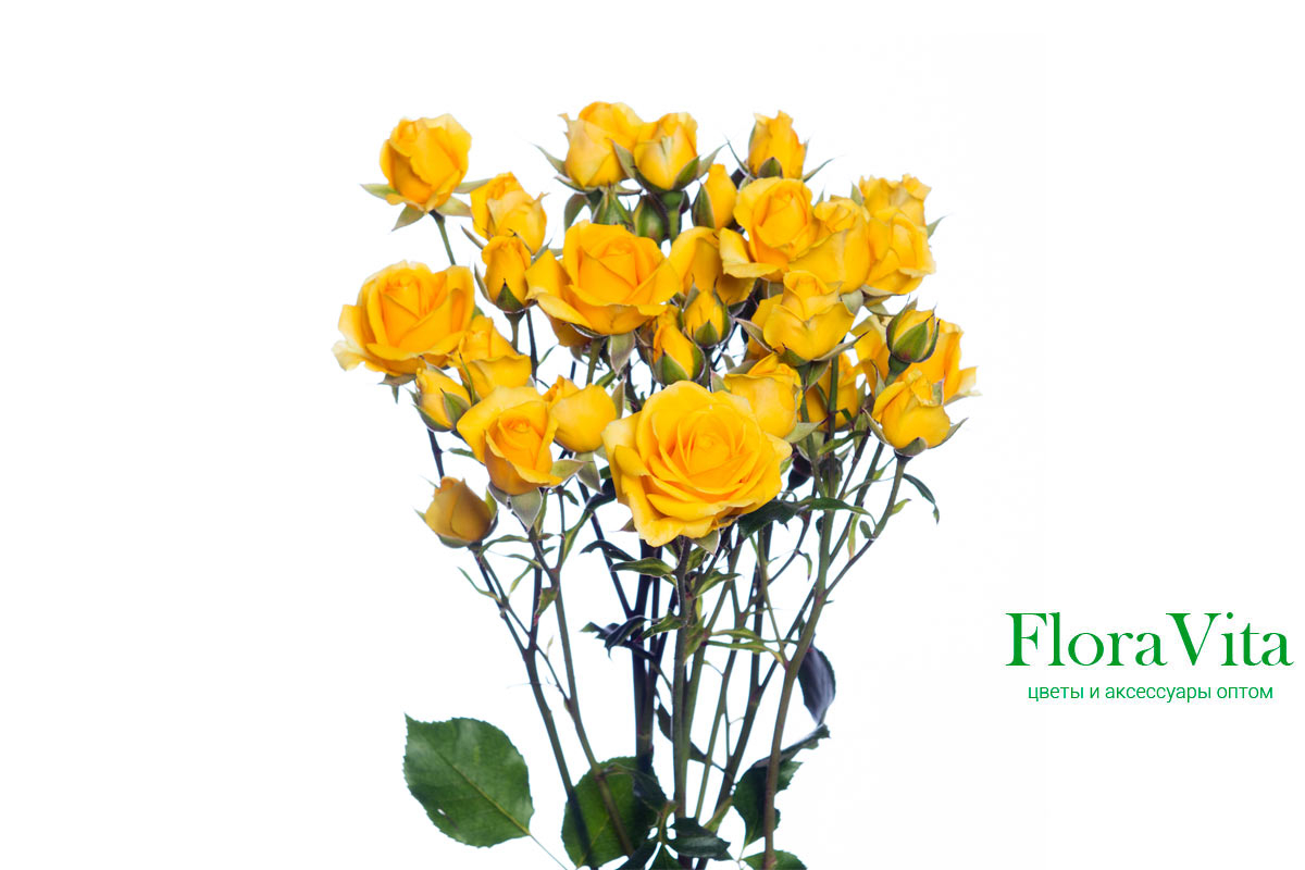 Роза Мариса