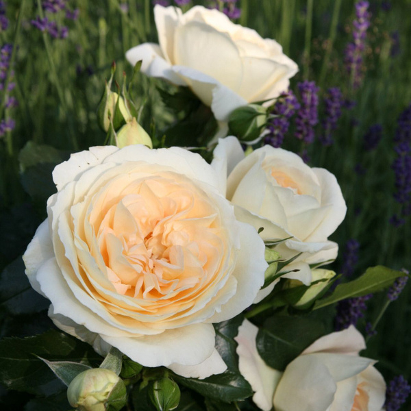 Роза Мария Антуанетта 2