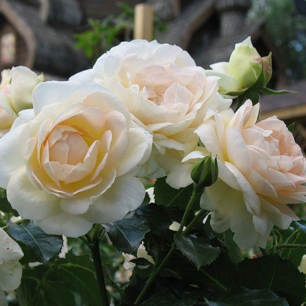 Роза Мария Антуанетта 5