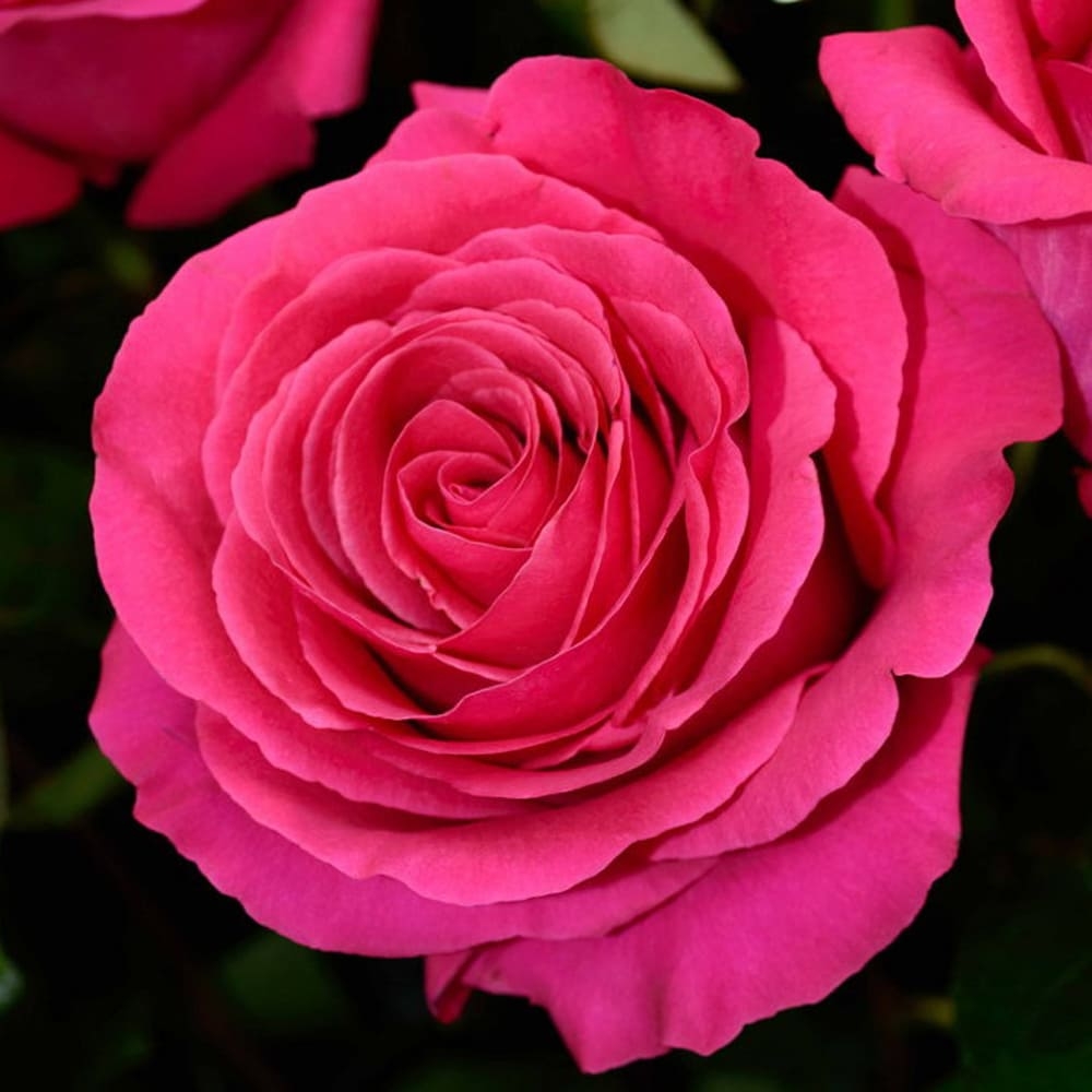 Роза Мария Каллас 2