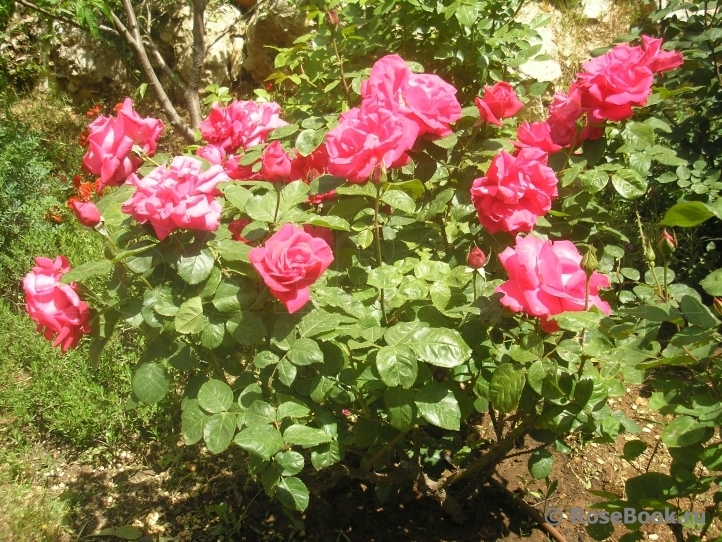 Роза Мария Каллас 3