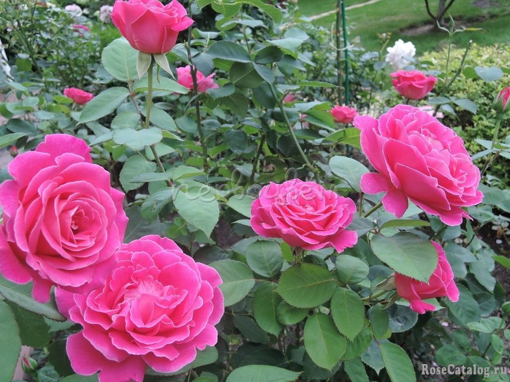 Роза Мария Каллас 4