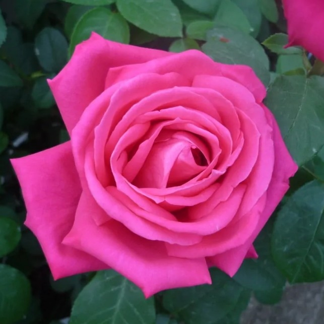 Роза Мария Каллас 6