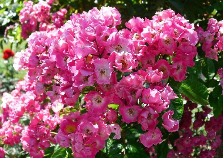 Роза Мария Лиза 2