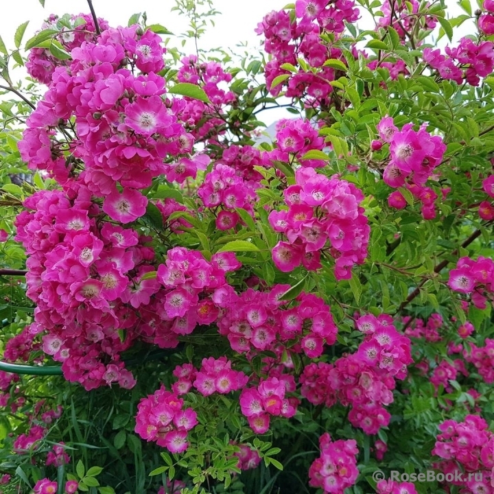 Роза Мария Лиза 3