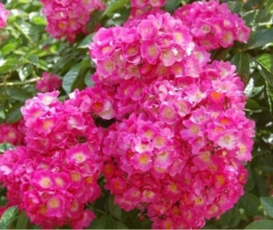 Роза Мария Лиза