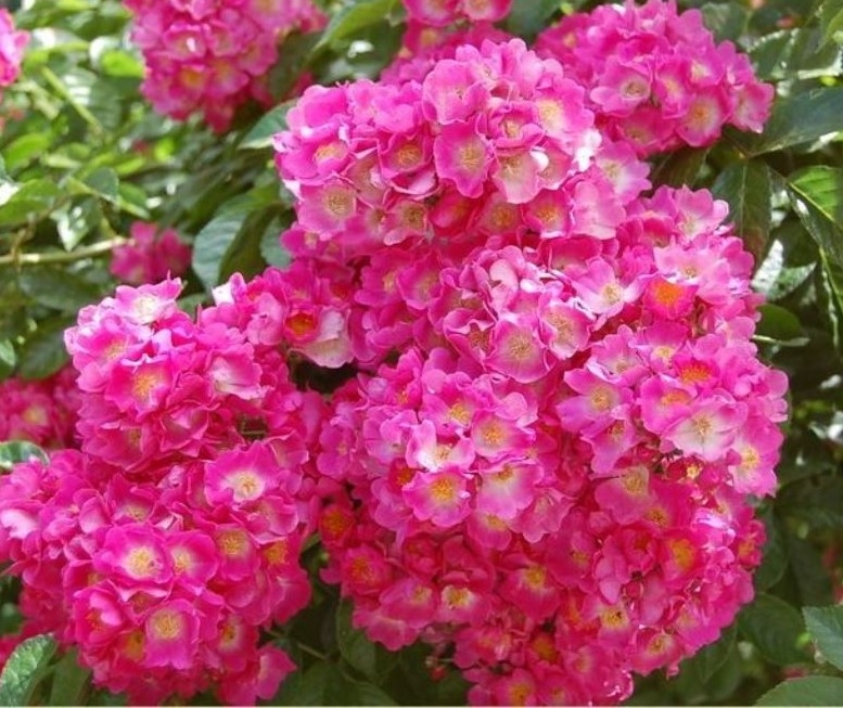 Роза Мария Лиза