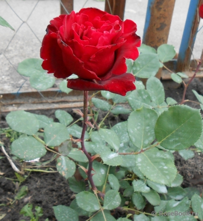 Роза Марсель Паньоль 4