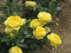 Роза Марселисборг Кастл