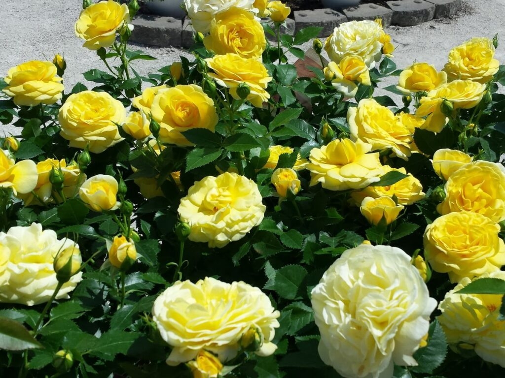 Роза Марселисборг Кастл 6