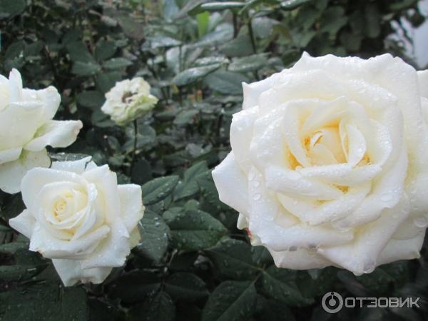 Роза Маруся 4