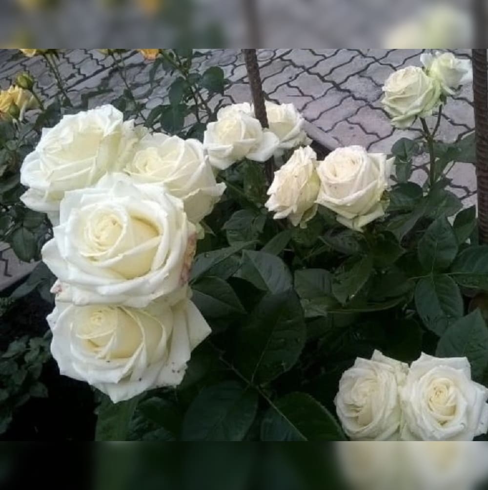 Роза Маруся 6