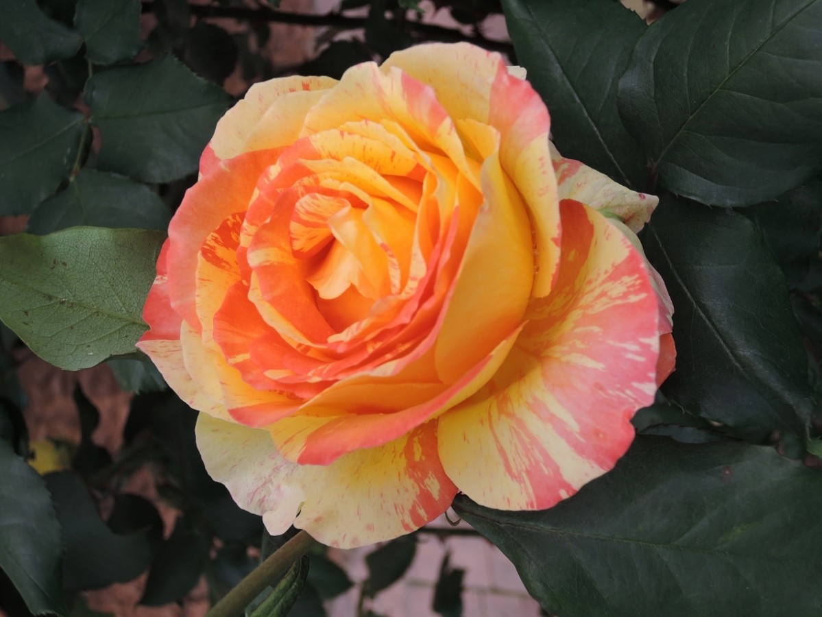 Роза Марвел 3