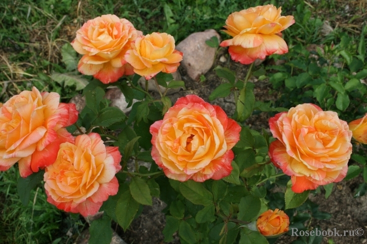 Роза Марвел 4