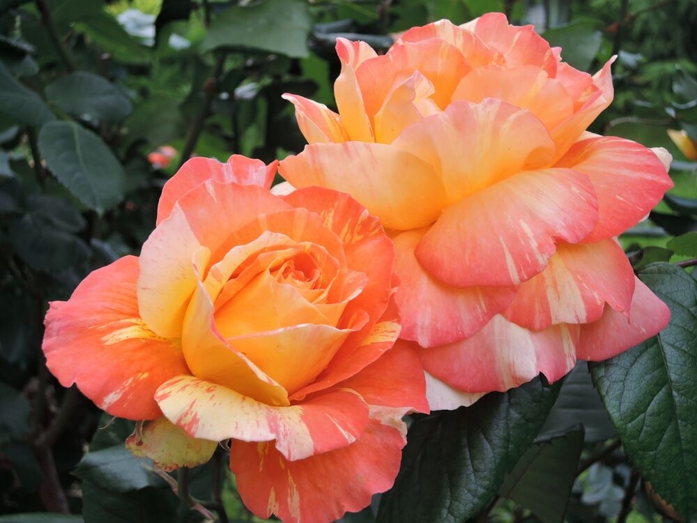 Роза Марвел 5