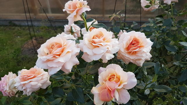 Роза Маржолен 2