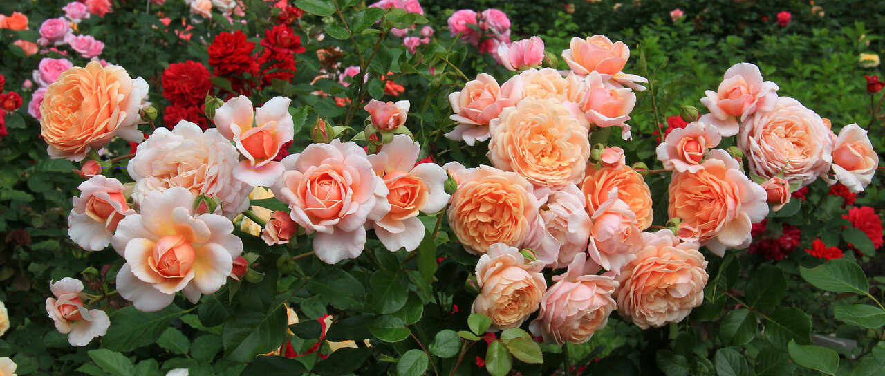 Роза Маржолен 3