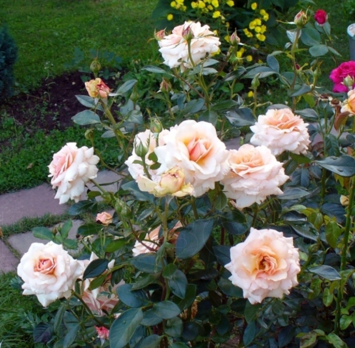 Роза Маржолен 4