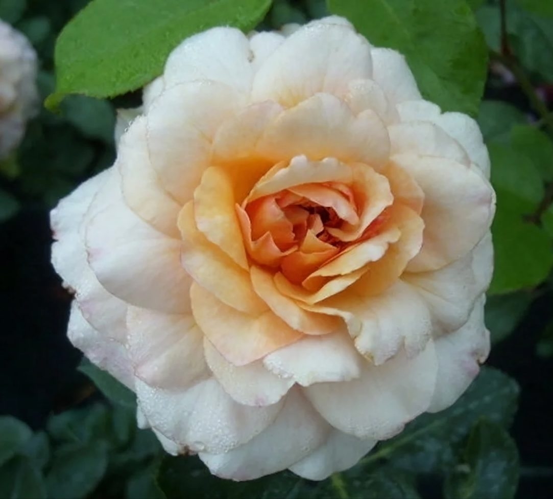 Роза Маржолен