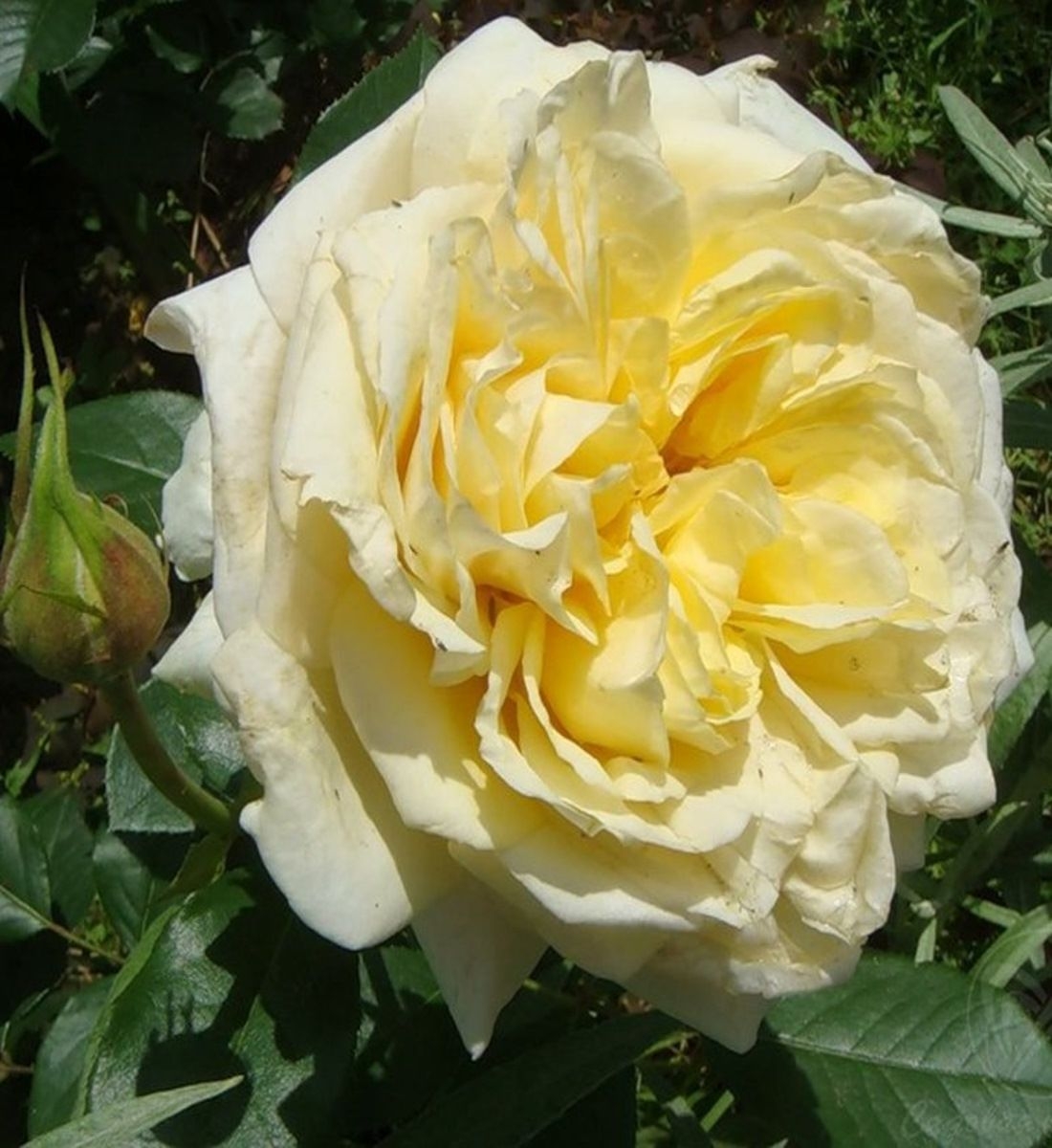 Роза Май Герл 2