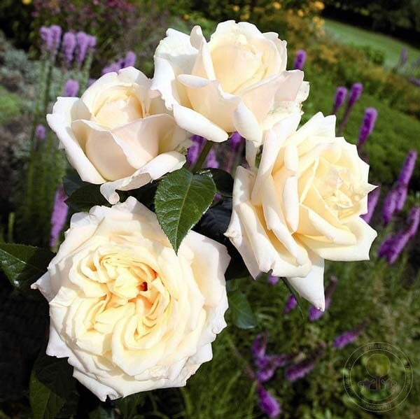 Роза Май Герл 4