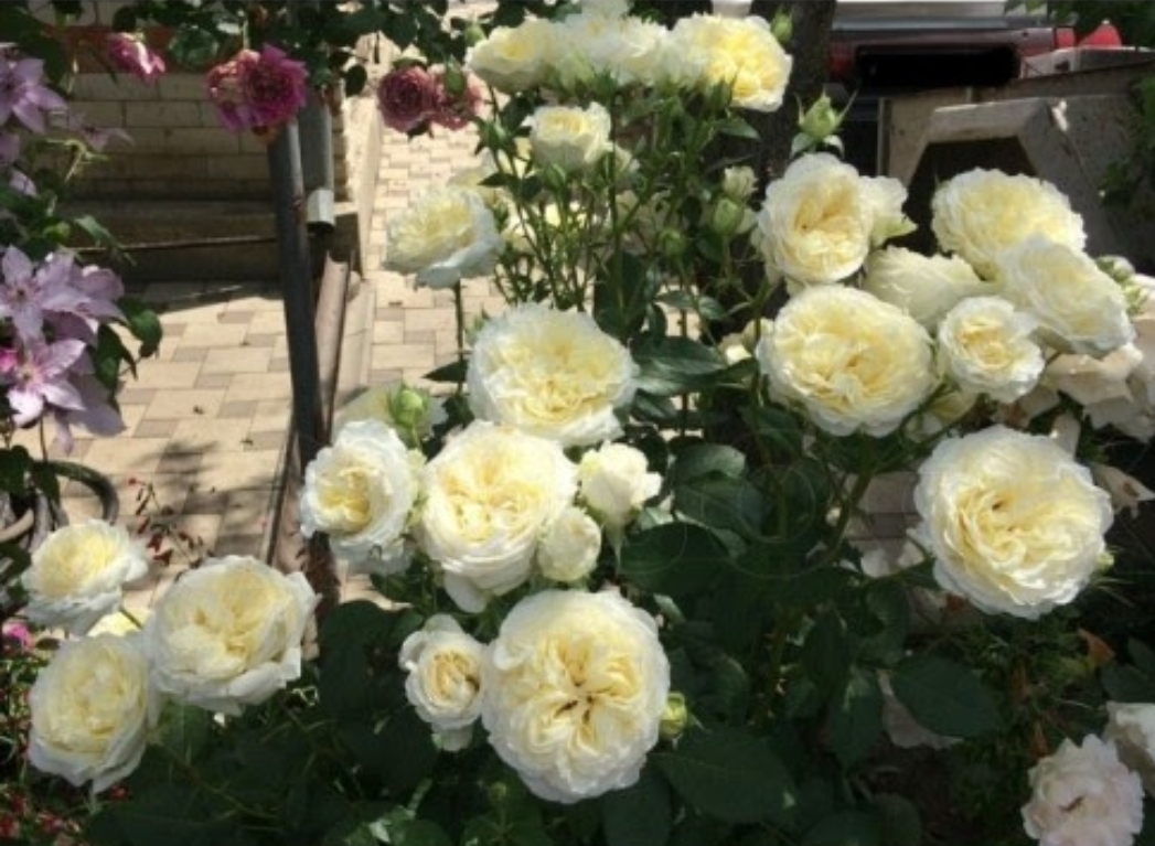 Роза Май Герл 5