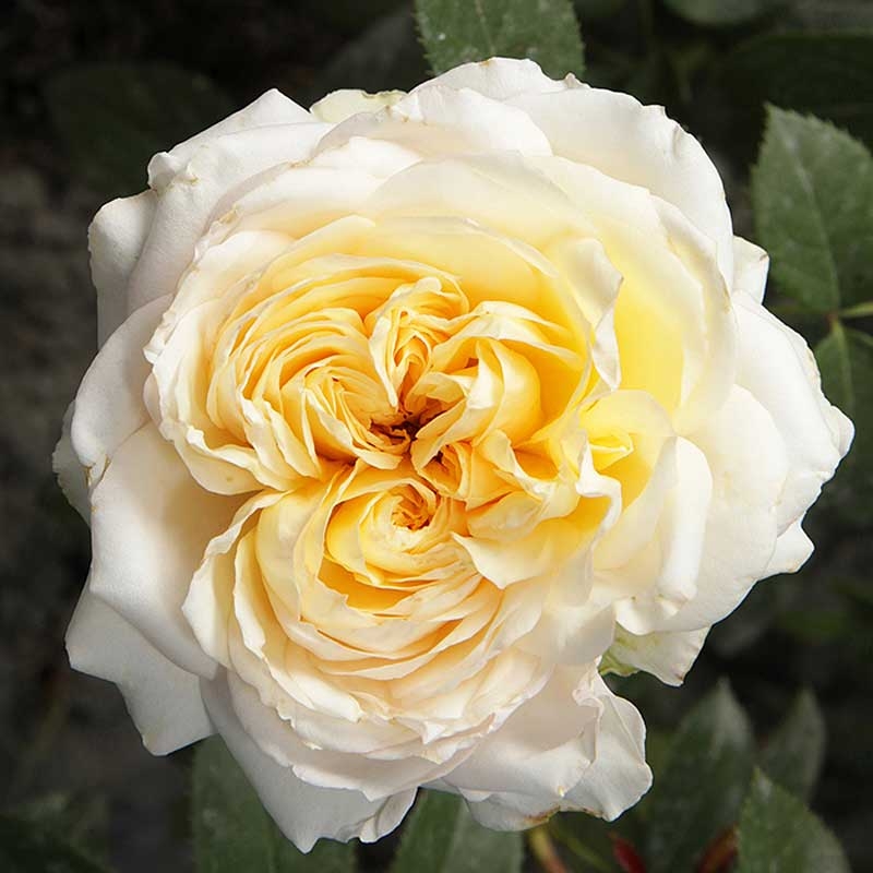 Роза Май Герл 6