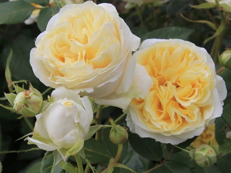 Роза Май Герл