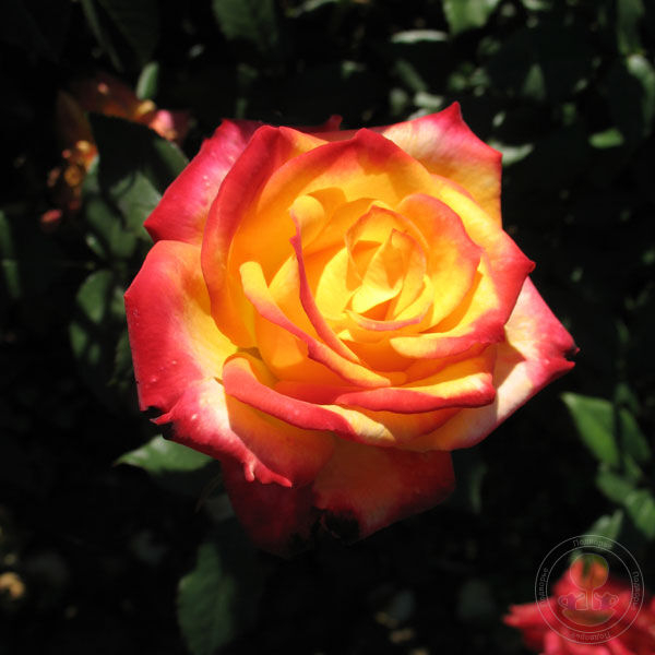 Роза Майн Мюнхен 4