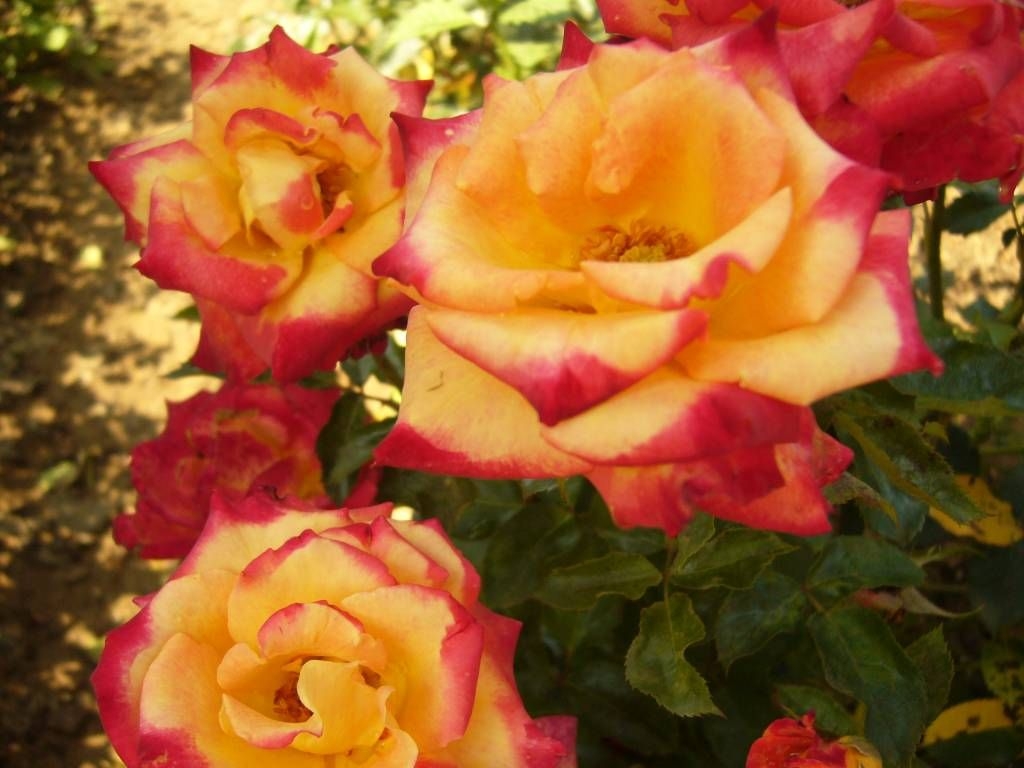 Роза Майн Мюнхен 5