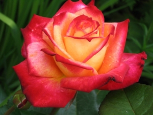 Роза Майн Мюнхен