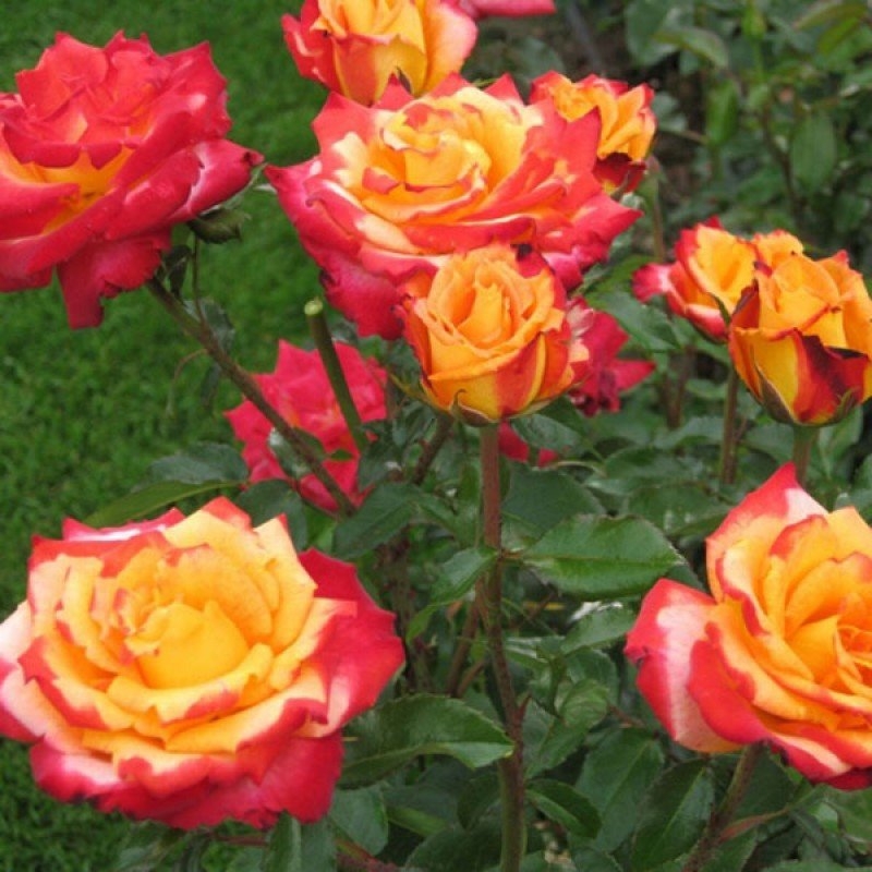 Роза Майн Мюнхен 6