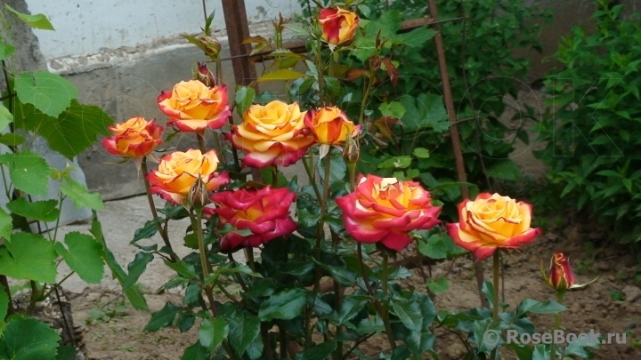 Роза Майн Мюнхен 2