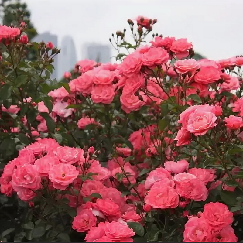 Роза Майн Шонер Гартен 4