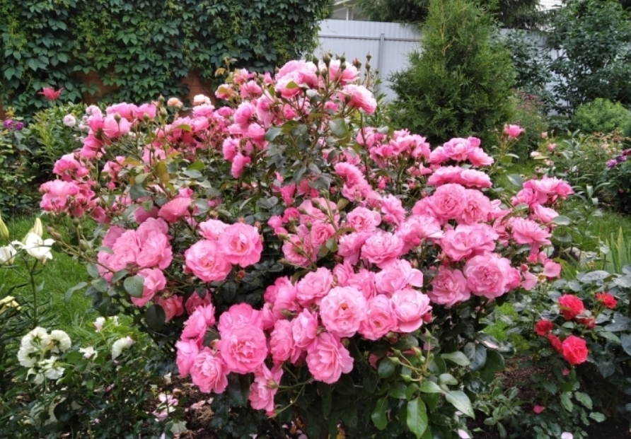 Роза Майн Шонер Гартен 6