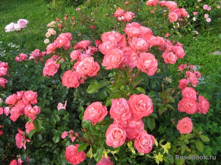 Роза Майн Шонер Гартен