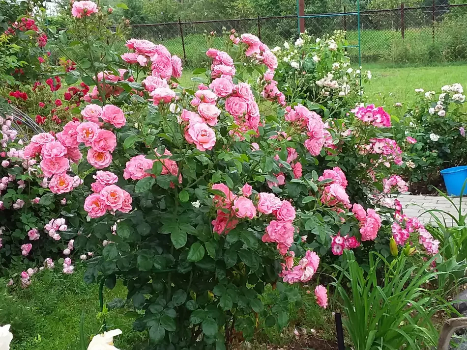 Роза Майн Шонер Гартен 3