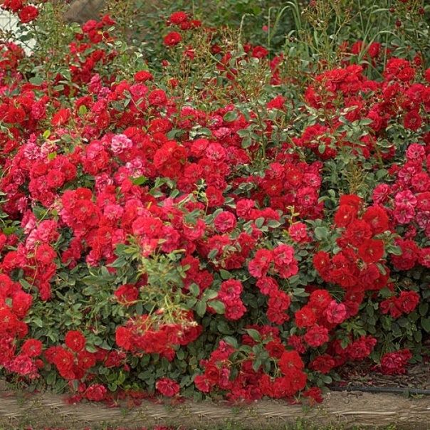 Роза Майнауфойер 2